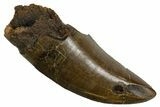 Serrated, Fossil Tyrannosaurus (Trex) Tooth - Wyoming #380874-1